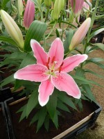 [4362 Mumbai DJ No102.JPG]